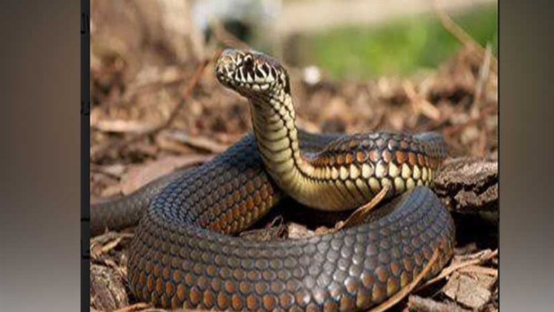 الأفاعى تجبر رئيس