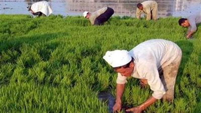 لجان وزارة الزراعة تتابع وصول تقاوي الأرز للمزراعين بالأسعار المعتمدة