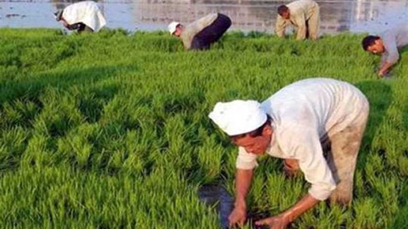 لجان وزارة الزراعة