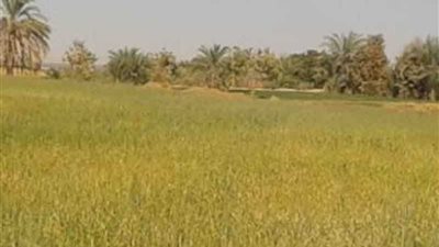 الحكومة تنفي تقليص رقعة الأراضي المزروعة بالقمح