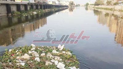 القمامة والحيوانات النافقة تملأ ترعة المحمودية.. ولا يراها مسؤولو البحيرة.. (صور)