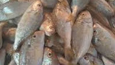 الزراعة: ضبط 12 طن لحوم ودواجن وأسماك غير صالحة في أسبوع