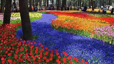 شاهد.. الحديقة الزرقاء باليابان عالم سحري من الزهور