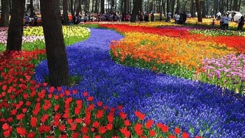 شاهد.. الحديقة الزرقاء