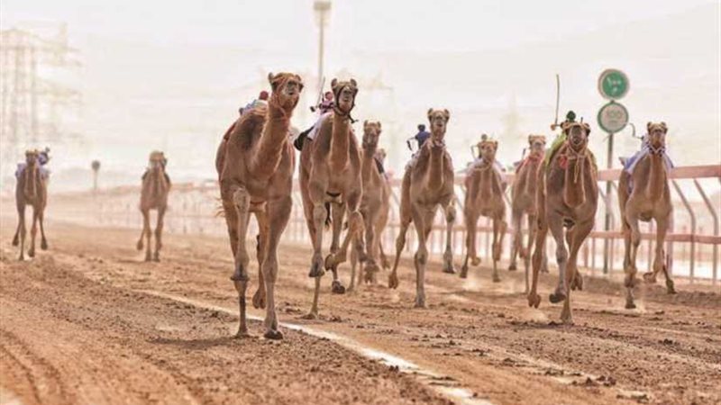 ختام فعاليات مهرجان