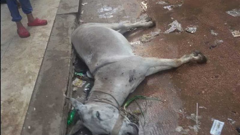 مياه الصرف تصعق حماراً..