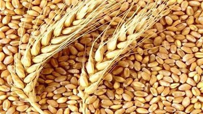 توريد 10780 طن قمح منذ بدء موسم الحصاد بالمنيا