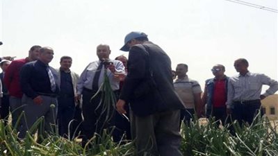 مراكز مغاغة وسمالوط وملوى تستقبل المزارعين لتوريد محصول القمح