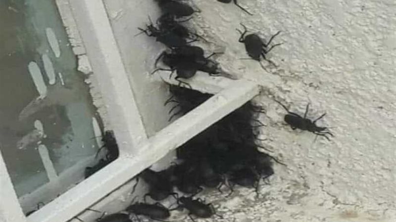 محطة البحوث الزراعية