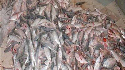 ضبط 650 كيلو سمك مملح فاسد في بني سويف