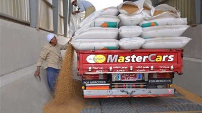 80 ألف طن قمح إنتاجية القمح بالإسماعيلية