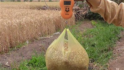 توريد 30 ألفاً و210 طن قمح بشون وصوامع القليوبية