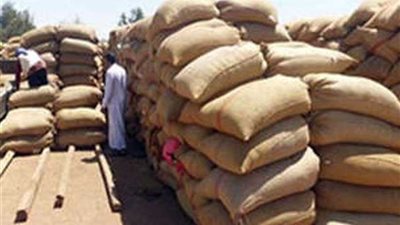 المنيا توٌرد 66 ألف طن قمح