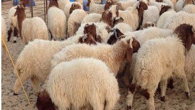 تحصين 113024حيوانا ضد 