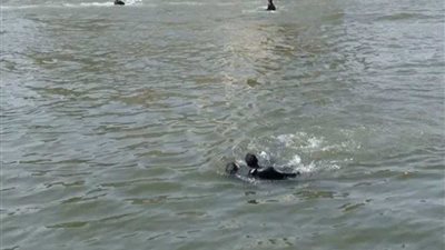 مصرع أب ونجله غرقًا بالترعة الإبراهيمية في القوصية