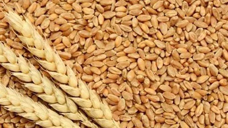 توريد 34 ألف طن قمح