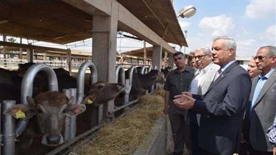 مزرعة بحوث طوخ طنبشا تستقبل الماشية لتحقيق الاكتفاء من الألبان للمنوفية