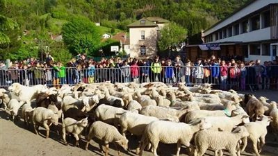 تسجيل 15 خروفا في مدرسة فرنسية كتلاميذ لمنع إغلاقها