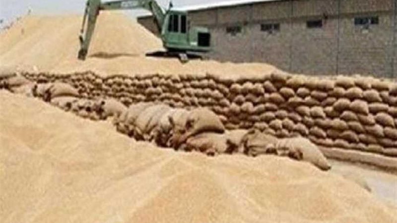 زراعة الدقهلية: توريد87