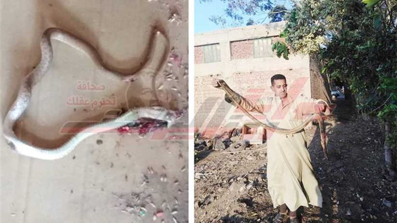 بعد لدغ 23 شخصا..المنوفية