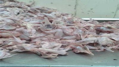 ضبط 1.5 طن مقطعات دواجن غير صالحة بالجيزة