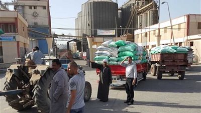 المنيا تورد 150 ألفًا و370 طن قمح