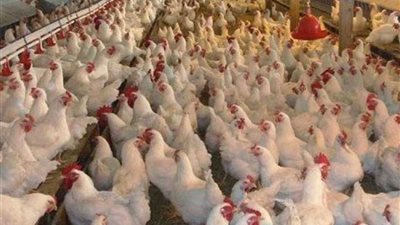 غلق 15 مزرعة دواجن 3 شهور ومصنع منتجات ألبان بالغربية