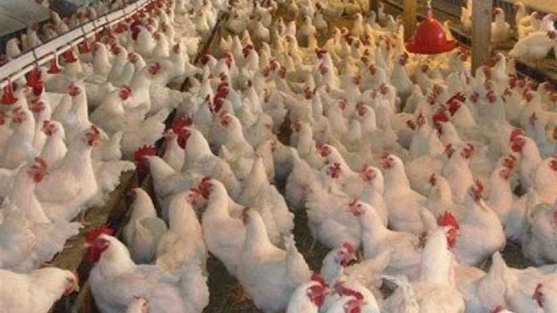 غلق 15 مزرعة دواجن