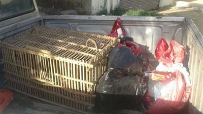 اعدام 13 طائرًا تحمل فيروس أنفلونزا الطيور بالخانكة