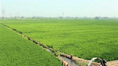 بدء تنفيذ مشروع زراعي على مساحة 800 فدان بالوادي الجديد