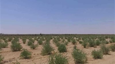 7 مليارات جنيه استثمارات زراعة الجوجوبا في مصر بنهاية 2019