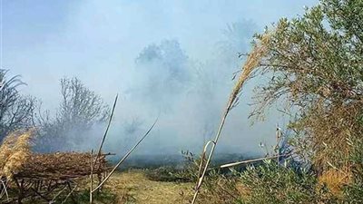 السيطرة على حريق بالغابة الشجرية في بني سويف