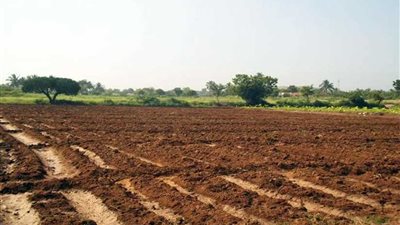 تسليم 500 فدان لإقامة مشروعات زراعية متكاملة بالوادي الجديد