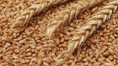 توريد 125 ألف طن قمح لصوامع وشون بني سويف
