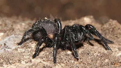 أخطر عناكب الأرض يهاجم أستراليّا