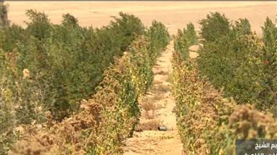 شاهد.. خطة وزارة الزراعة للتوسع في زراعة محصول 