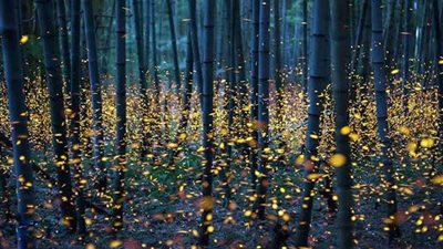 بالصور.. الفراشات المضيئة باليابان لوحة فنية رسمتها الطبيعة