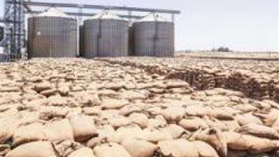 توريد 88 ألف طن قمح لشون وصوامع القليوبية