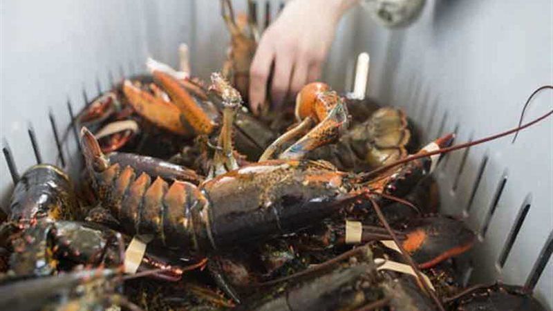 الصادرات والواردات: