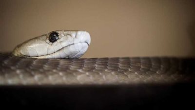 الصحة العالمية: 