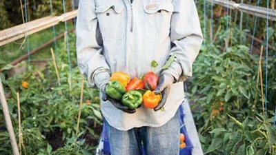 محافظ الوادي الجديد يؤكد طرح منتجات الصوب الزراعية بالأسواق