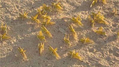 محافظ أسوان يوجه بمكافحة تجمعات الجراد التي ظهرت جنوب البلاد