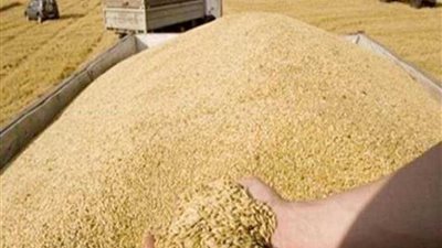 توريد 120 ألفًا و410 أطنان لشون وصوامع كفرالشيخ