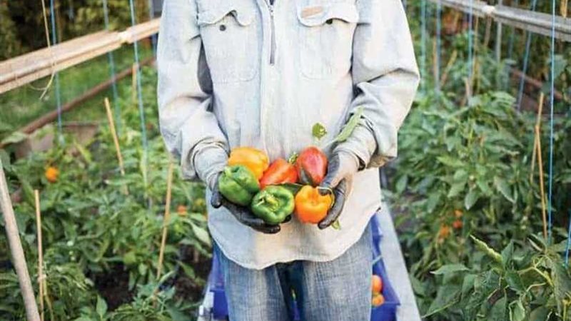 محافظ الوادي الجديد