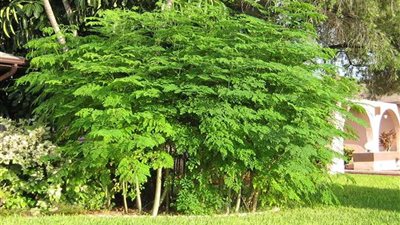 محافظ الوادي الجديد: مشروع زراعة 