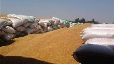 زراعة المنوفية: حصاد 126.6 ألف فدان من محصول الذهب الأصفر