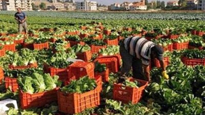 ارتفاع الصادرات الزراعية خلال 6 أشهر لتسجل 1.589 مليار دولار