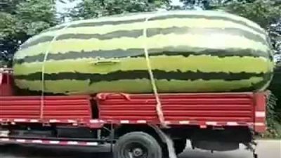 مزارع صيني يفوز بلقب بطولة أكبر بطيخة بوزن 80 كيلوجراما