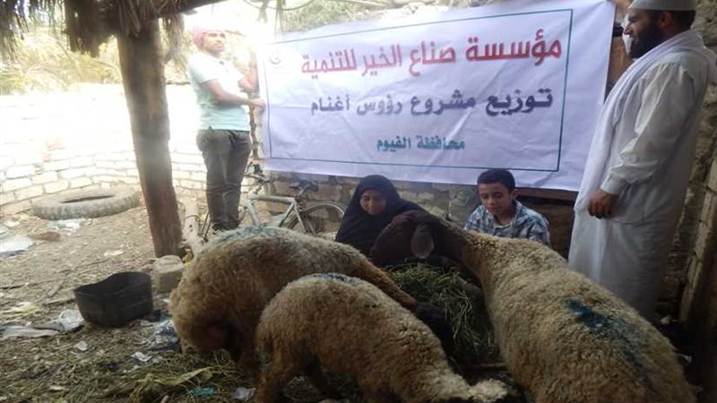 رؤوس أغنام على غير