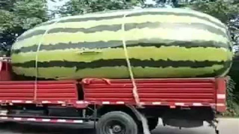 مزارع صيني يفوز بلقب